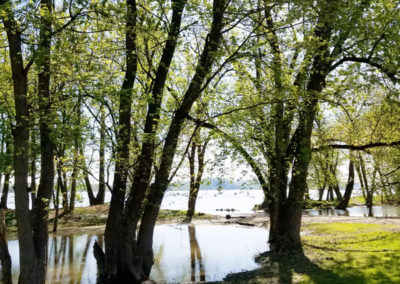Grove of Trees in Park and Water Edge of River