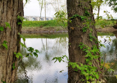 Two Trees in Park and Water Edge of River